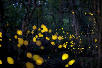 Beautiful firefly flying in the forest. Fireflies in the bush at night in Udonthani Thailand. Firefly symbolizes the integrity of the ecosystem. Long exposure photo.